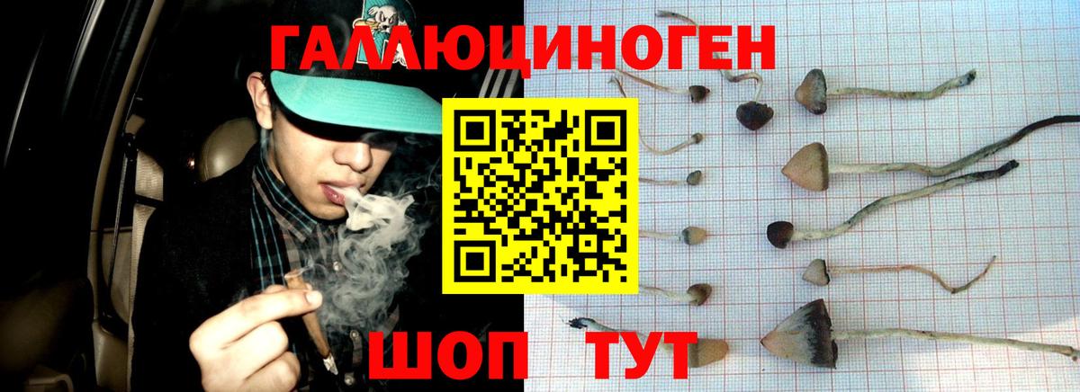 Тында  Галлюциногенные грибы Psilocybine cubensis  Вход с VPN 